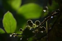 tantra-transcendence-september-2017-2